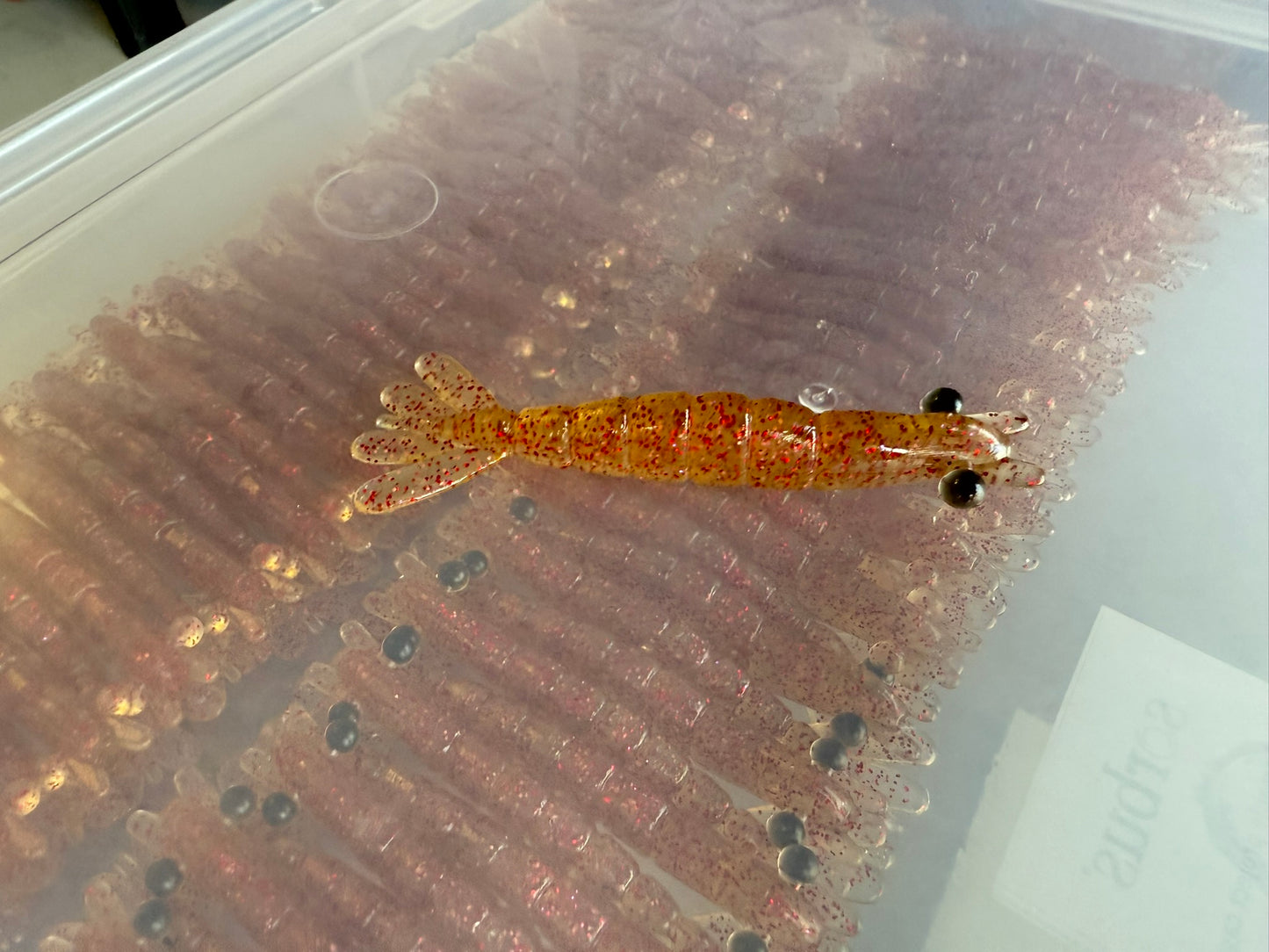 Sniper Shrimp Next Gen 3.2" - Pack with 6 Shrimps